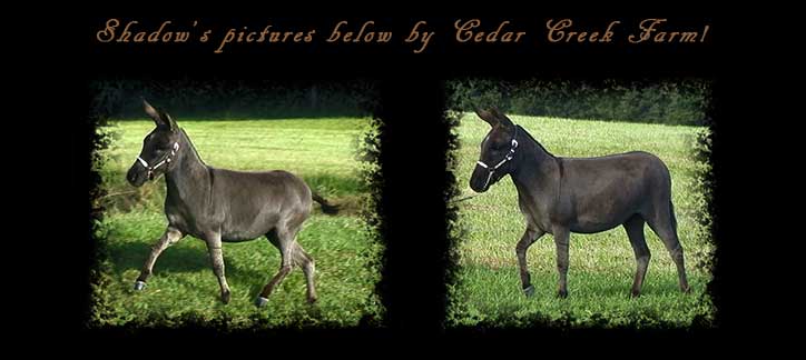Critter Haven Farm Miniature Donkeys